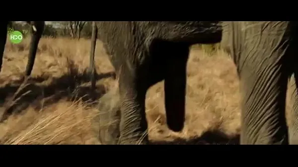 Hotte Elephant party 2016 varme filmer