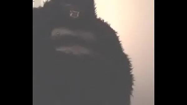 Hot Mr. Gorilla warm Movies
