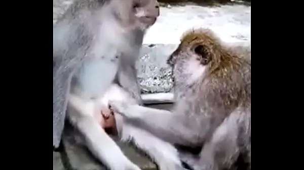 Populárne Monkey funny horúce filmy