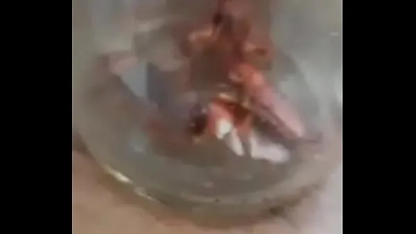 Hot naughty cockroaches warm Movies