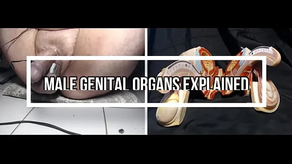 Hot Male Genital System warm Movies